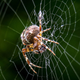 Illustration for article titled At least spiders arent waking you up with creepy nursery rhymes at nightem/em